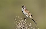 Bell's Sparrow